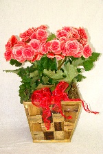 Planta 05