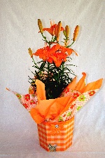 Planta 13