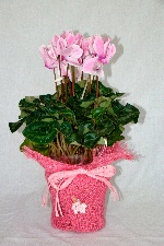 Planta 01