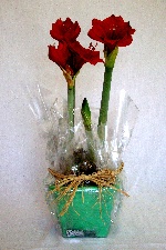 Planta 26