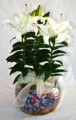 Planta 11