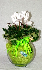 Planta 04