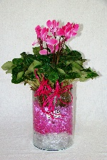 Planta 02