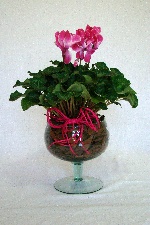 Planta 03