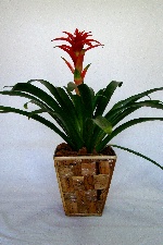 Planta 15