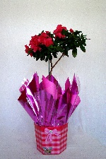 Planta 14
