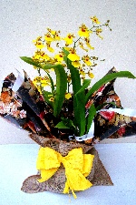 Planta 18