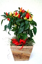 Planta 31