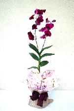 Planta 20