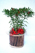 Planta 32