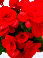 Planta 07