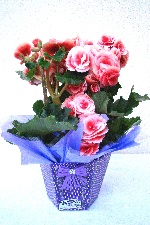 Planta 08