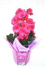 Planta 09